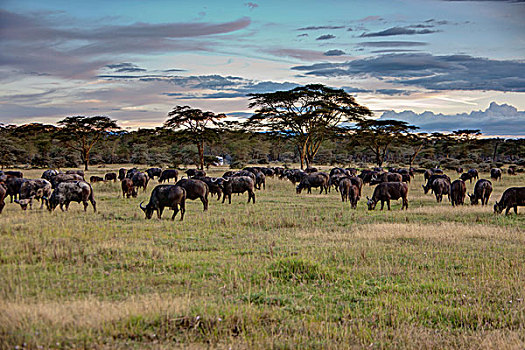 水牛,非洲水牛,纳库鲁湖国家公园,肯尼亚,东非,非洲