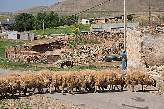 摩洛哥,靠近,阿特拉斯山区,绵羊,穿过,道路,小,乡村