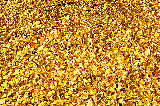 黄色,秋叶,银杏,躺着,地面,德国,欧洲