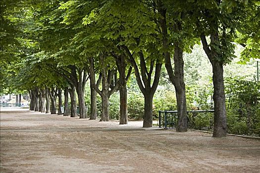树,道路,巴黎,法国