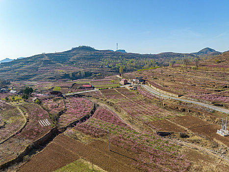 山东蒙阴岱崮地貌桃花盛开