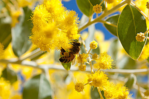 澳大利亚,黄色,花,蜜蜂,收集,花粉