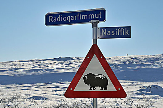 警告标识,麝牛,格陵兰,北极,北美