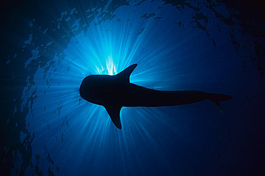 鲸鲨,剪影,宁哥路珊瑚礁,澳大利亚