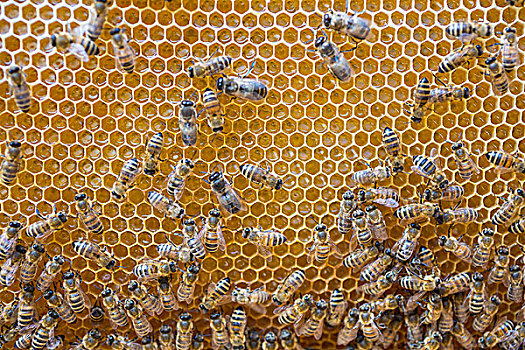 欧洲,蜜蜂,蜂窝,中间