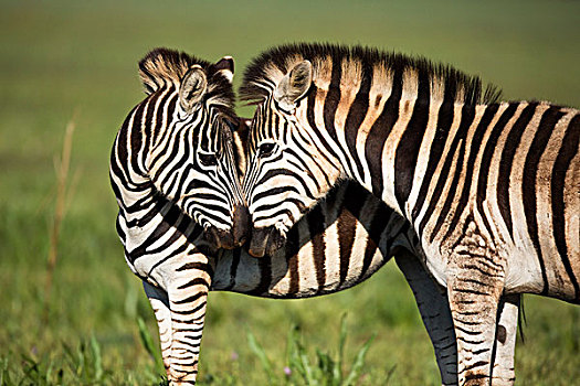 斑马,一对,依偎,自然保护区,南非