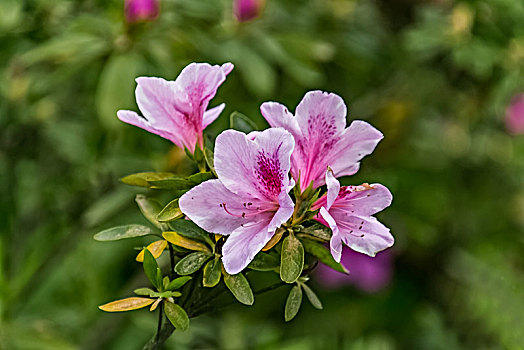 粉色杜鹃花卉特写