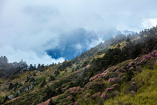 神农架,神农顶,风景,景点,旅游,高山,瀑布,河流,神秘,树木,植被,石头,鄂西,云海,峡谷,壮观