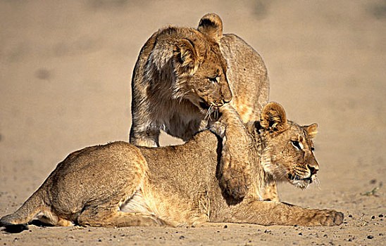狮子,卡拉哈迪大羚羊国家公园,南非