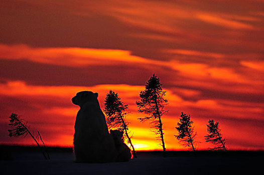 极地,熊,母熊,幼兽,坐,日落,瓦普斯克国家公园,哈得逊湾,曼尼托巴,加拿大