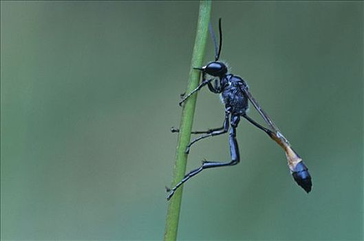 沙子,黄蜂