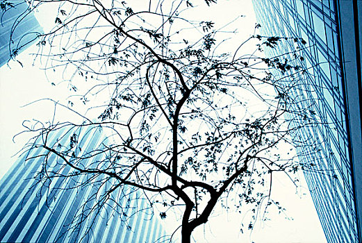树,现代建筑