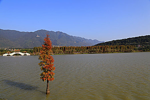 广东星湖湿地公园