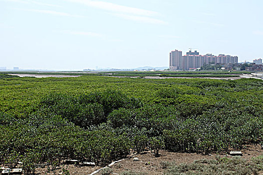 福建,泉州,洛阳河,红树林,植物,稀有,保护