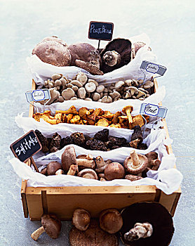 品种,蘑菇,盒子,标签