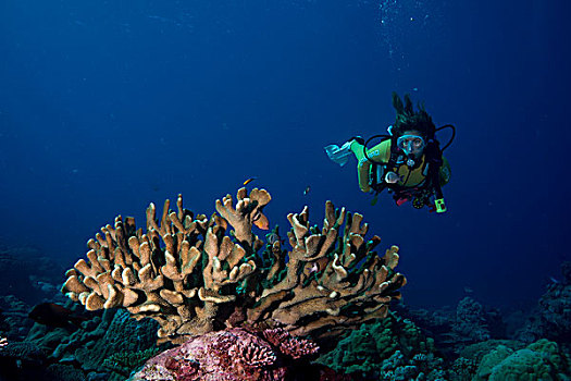 潜水,看,孔隙,珊瑚,菲律宾,亚洲
