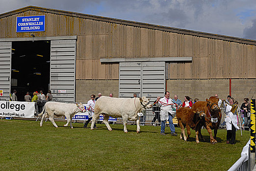 英格兰,肯特郡,牛,牲畜,竞争,展示