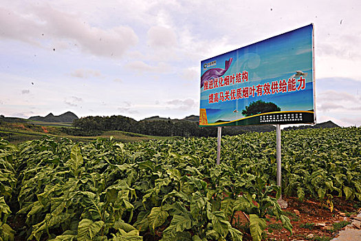 烤烟样板