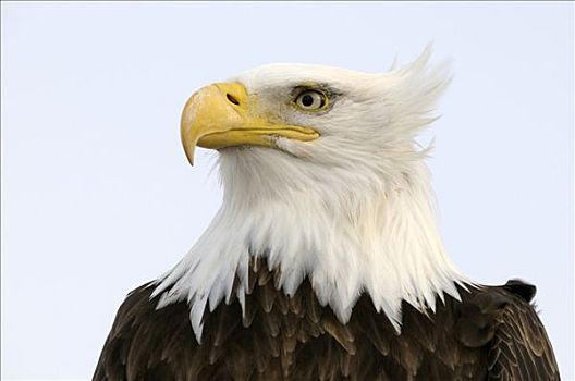 白头鹰,海雕属,雕,肖像,肯奈半岛,阿拉斯加,美国