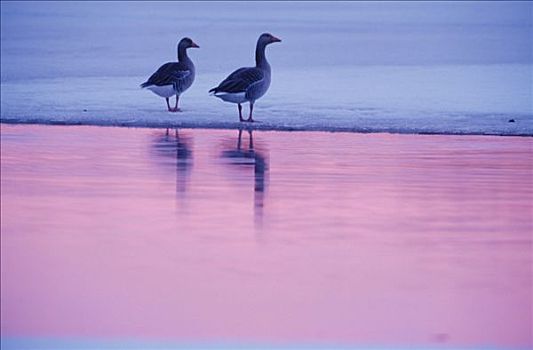 灰雁,站立,海滩