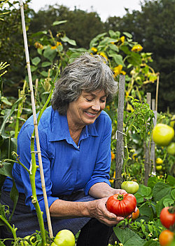 成年,女人,赞赏,西红柿,花园