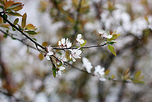 樱花,早樱