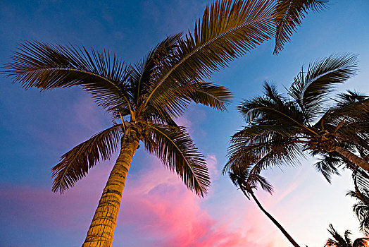棕榈树,海岸,卡波圣卢卡斯,下加利福尼亚州,半岛,北方,墨西哥