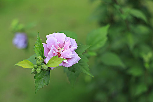 木槿花开