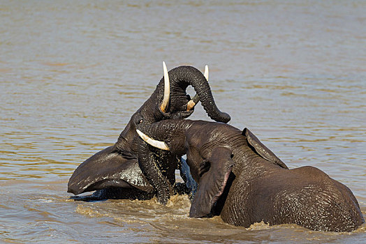 非洲,灌木,大象,非洲象,两个,雄性动物,玩耍,争斗,河,克鲁格国家公园,南非