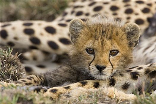 印度豹,猎豹,幼兽,肖像,马赛马拉,自然保护区,肯尼亚