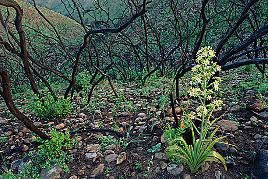 死亡,花,后面,圣地亚哥,加利福尼亚