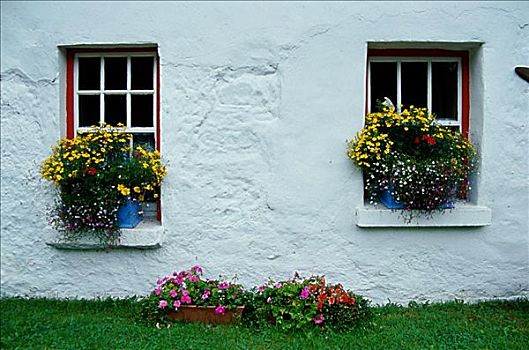 植物,窗台花箱,戈尔韦郡,爱尔兰