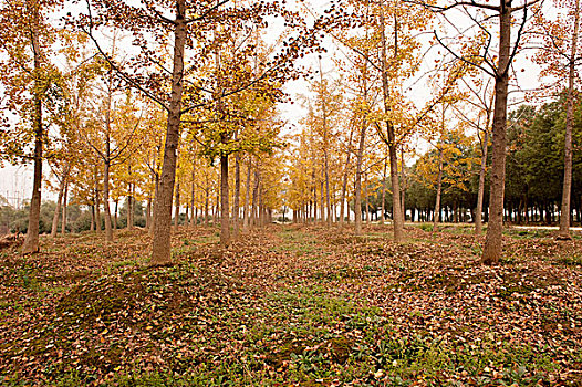 合肥初冬乡村景色美如画