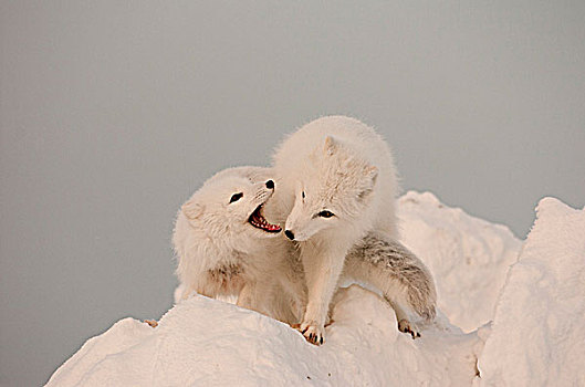 两个,北极狐,玩,大,大块,冰,丘吉尔市,曼尼托巴,加拿大,冬天