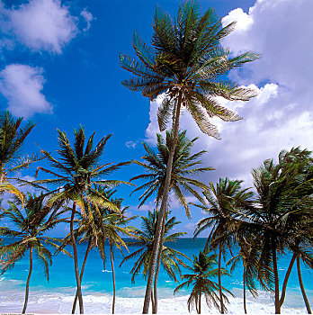 海滩,棕榈树