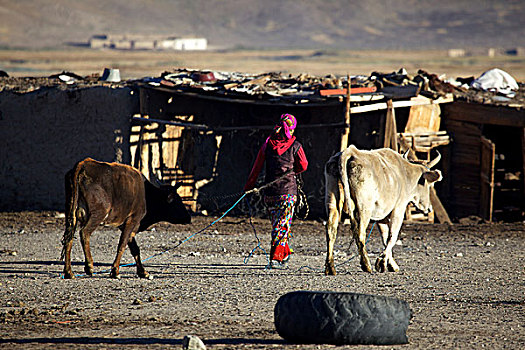 早晨,女人,母牛,塔吉克斯坦,中亚