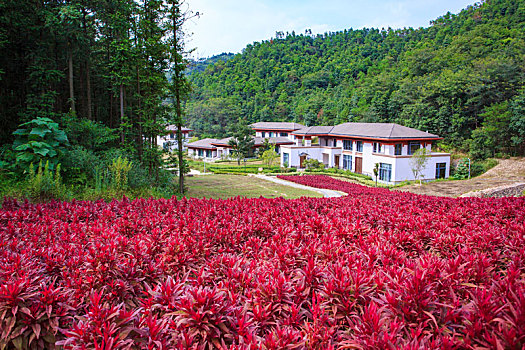 郁金香,花,花园,山谷,春色