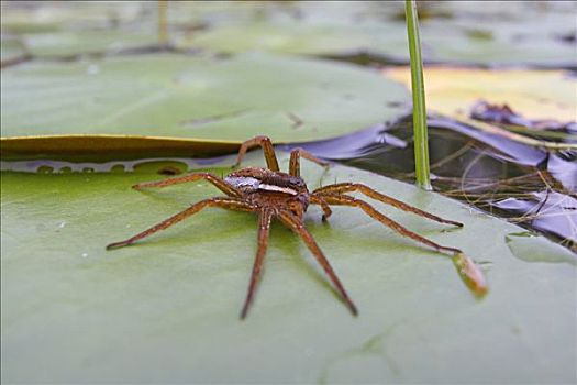 捕鱼,蜘蛛,荷叶,新斯科舍省,加拿大