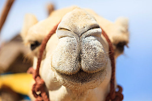 特写,阿拉伯骆驼,苏维拉,摩洛哥