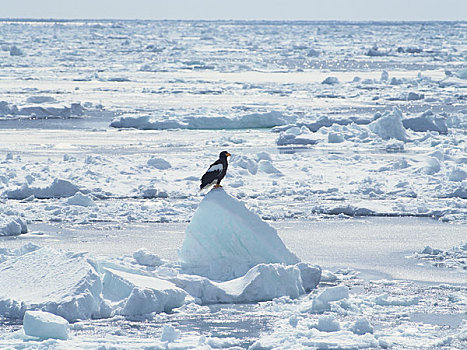 白尾鹰,海洋,冰