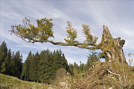 树,国家公园,上奥地利州,欧洲