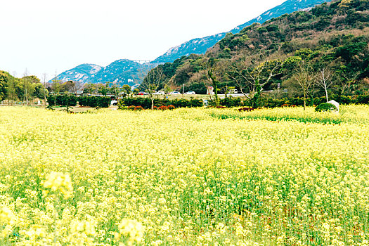 舟山大青山