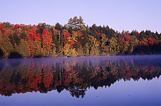 秋天,树,佛蒙特州,美国