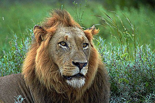 雄性,狮子,克鲁格国家公园,南非