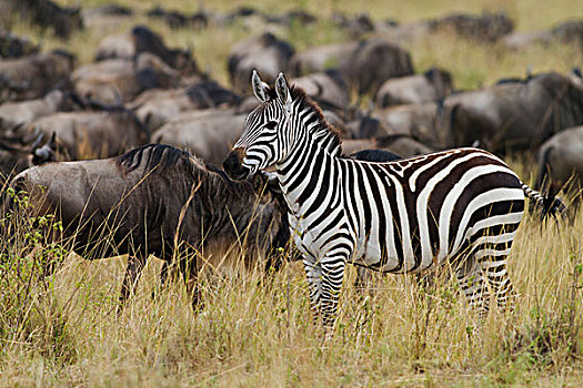 斑马,马,角马,牧群,马赛马拉,野生动植物保护区,肯尼亚