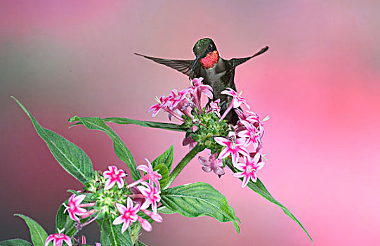 蜂鸟,雄性,粉色,伊利诺斯,美国