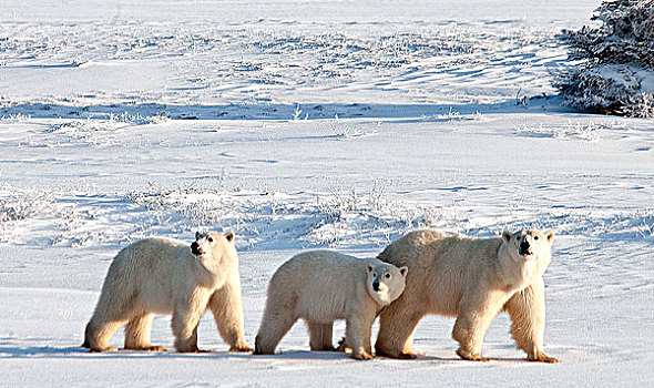 雌性,北极熊,幼兽,丘吉尔市,曼尼托巴,加拿大