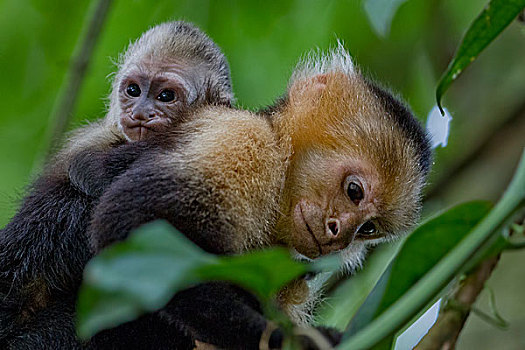 幼仔,曼纽尔安东尼奥国家公园,哥斯达黎加,北美