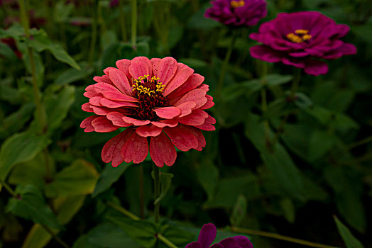 百日菊与硫华菊