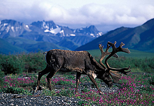 美国,阿拉斯加,德纳里峰国家公园,北美驯鹿,驯鹿属,杂草,凶猛,缠结